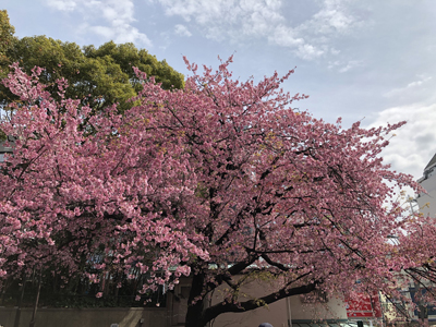 桜