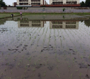 田植え行事に参加いたしました